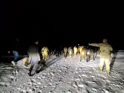 Şiran'da Kaybolan 24 Büyükbaş Hayvan Bulundu