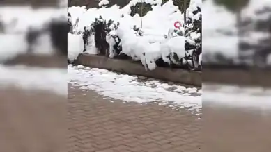 Sevimli Vahşi Dostlar: Tilki ve Kedi Oyunu