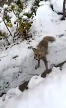 Sevimli Tilki Şehirde Yemek Arıyor!