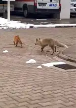 Doğanın Şaşırtıcı Dostluğu: Tilki ve Kedi Oyunu