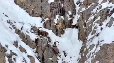 Gümüşhane'de Dronla Görüntülenen Yaban Keçileri