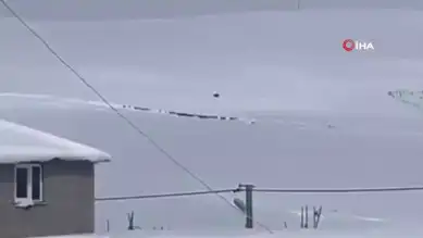 Kış Uykusundan Uyanan Ayı, Yükseklerde Görüntülendi!