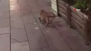 Kedinin Fareyle Şakası!