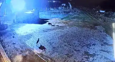 Kurtlar, Bekçi Köpeğini Saldırdı!