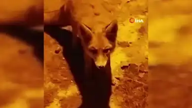 Dağ Köyünün Sevimli Misafirleri: Tilkiler
