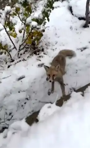 Sevimli Tilki Şehirde Yemek Arıyor!