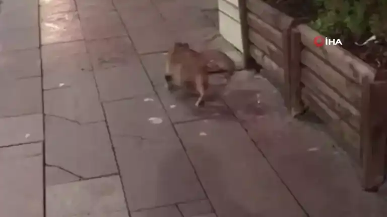 Kedinin Fareyle Şakası!