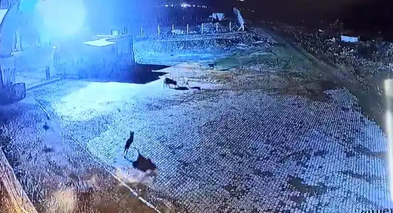 Kurtlar, Bekçi Köpeğini Saldırdı!